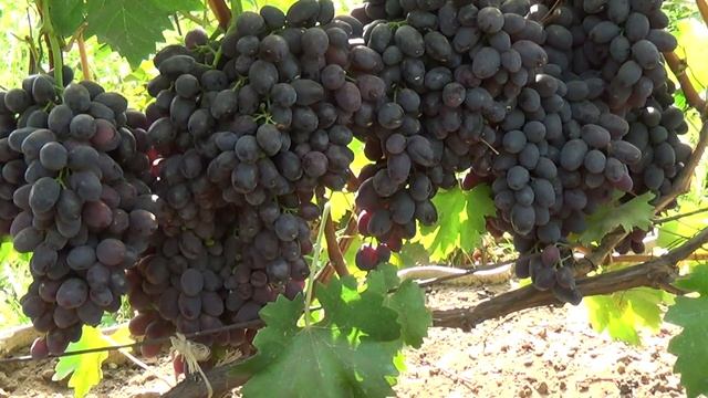 Забава смотреть онлайн