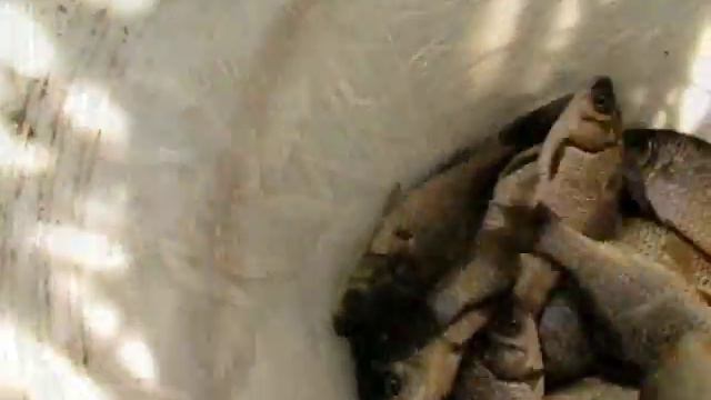 Для кого цветные кормушки смотреть онлайн