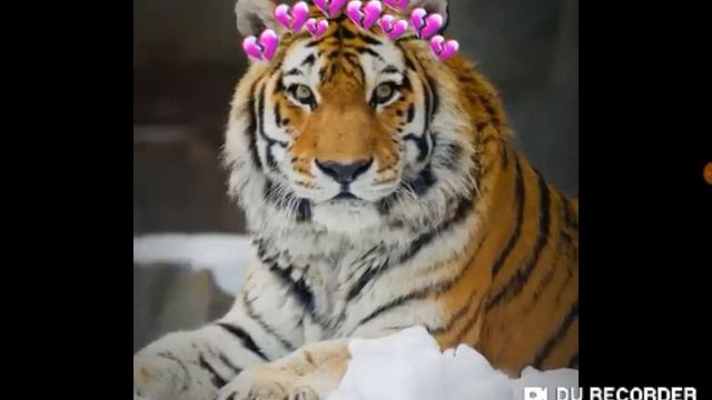 Я теперь амурский тигр~ смотреть онлайн