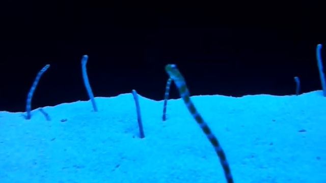 Морские Червячки смотреть онлайн