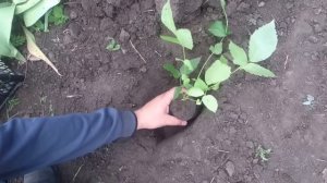 Правильная Посадка Грецкого Ореха в открытый грунт