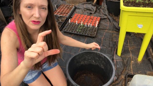 How To Grow Potatoes