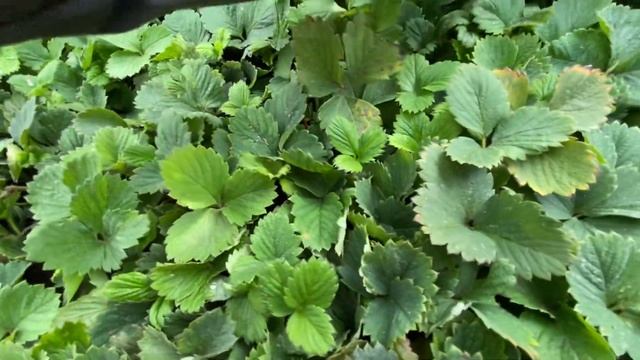 Один из секретов выращивание кассетной рассады, высаживали 5.09.21г за 20 дней какая рассада смотреть онлайн