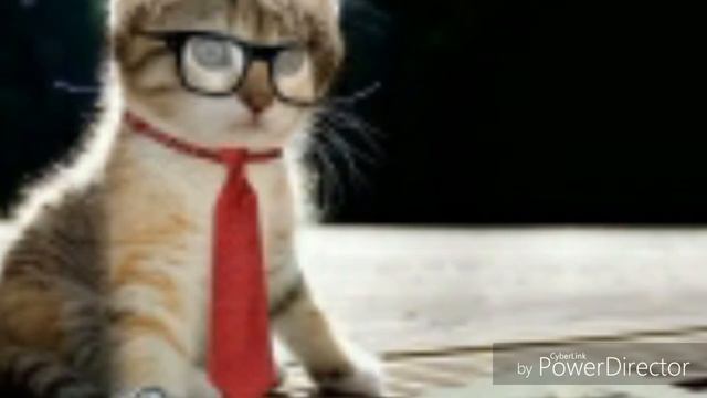 Жизни котов