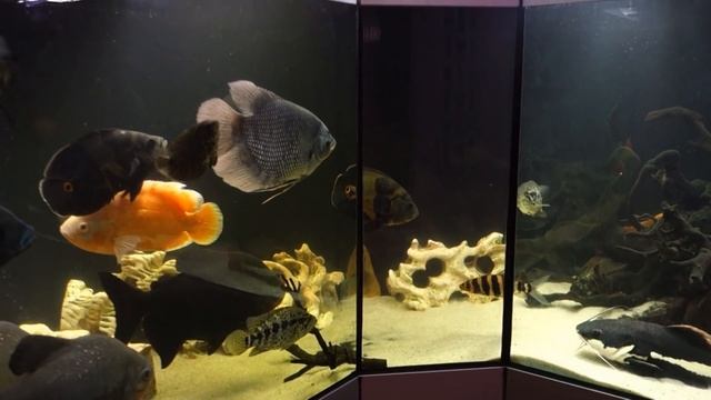 Смена воды в аквариуме смотреть онлайн