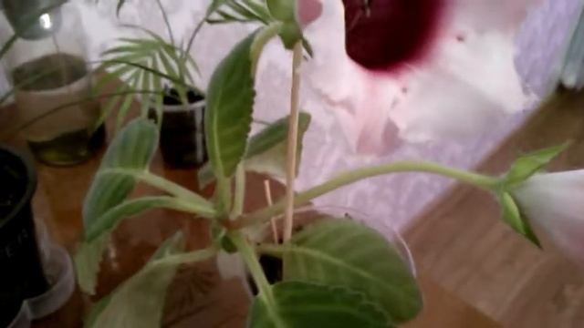 Глоксиния"Харизма розовая" смотреть онлайн