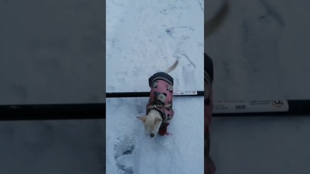 Новогодний лопатный тренинг. смотреть онлайн