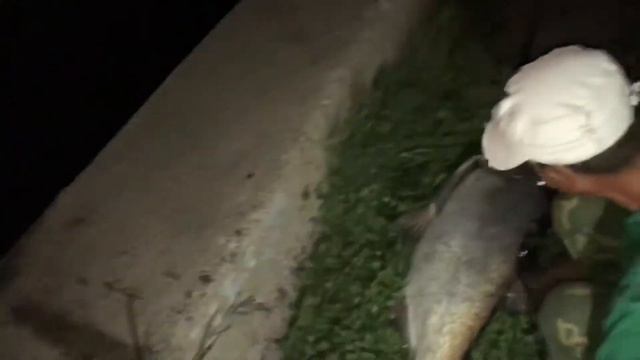 Толстолобик на 30 кг в центре города на удочку, большая рыба на удочку, рыбалка в Астрахани смотреть онлайн