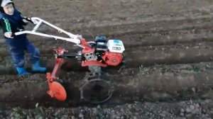 Первая подрезка гряд дисковым окучником.