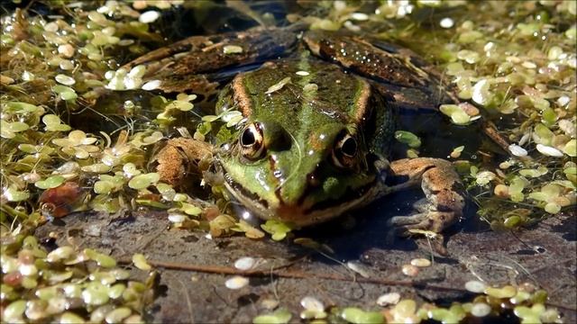 Meerkikker/Marsh frog (Pelophylax ridibundus) смотреть онлайн