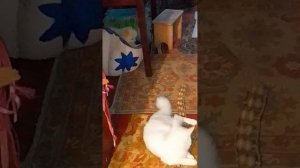 Первые дни адаптации щенка шпица в новой семье.?