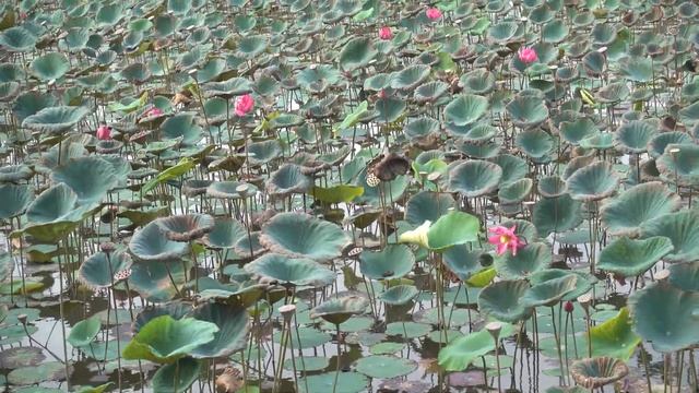 ➤ Лотосы - как они растут в естественных условиях? ЦЕЛЫЙ ВОДОЁМ ЛОТОСОВ!!! 4K