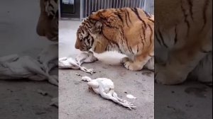 Lion VS Tiger | Tiger Vs Lion Comparison Hd 2022 Video - PITDOG #tiktok 1