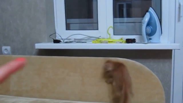 Рыжий котик цыкает на хозяйку смотреть онлайн