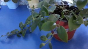 Эсхинантус.Размножение