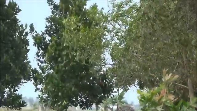 Sony Camcorder HDR-CX220E Outdoor Video Test смотреть онлайн