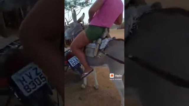 Fun Donkey ride смотреть онлайн