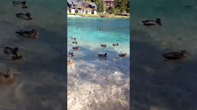 Kranjska Gora Riccardo смотреть онлайн