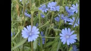 цикорий заготовка и применение