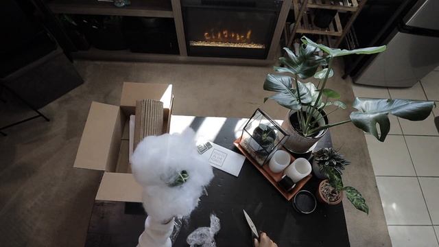 Episode 7: Variegated Hoya Carnosa Compacta (Hoya Hindu Rope) Unboxing смотреть онлайн