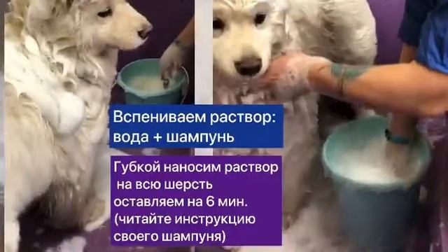 Как мыть самоеда смотреть онлайн