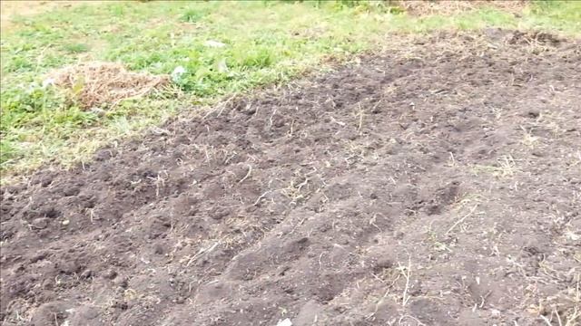 Понадеемся на русский авось. Посев вика-ржаной смеси на сидерат. смотреть онлайн