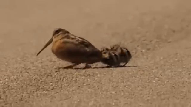 American woodcocks demonstrating some moves смотреть онлайн