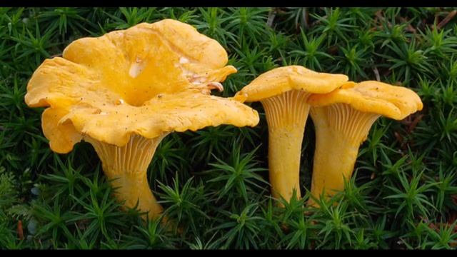 Интересные факты о грибах смотреть онлайн