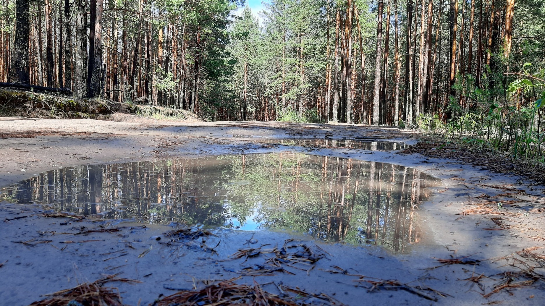 ПОЕЗДКА В ЛЕС ЗА ГРИБАМИ после СИЛЬНЕЙШИХ Ливней! 23 июня 2022 года. Томская область. смотреть онлайн