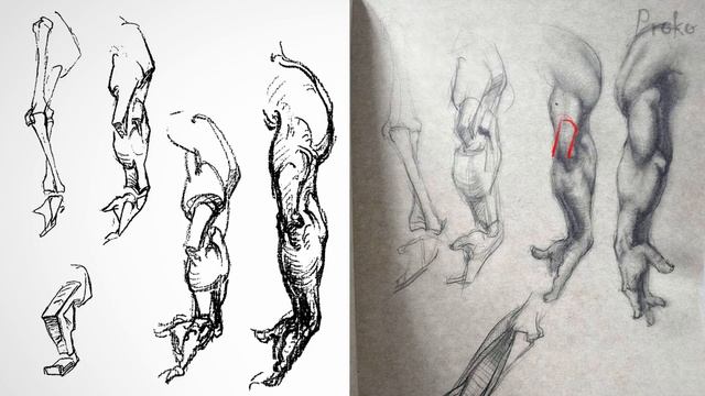 How to Study Bridgman - Student Anatomy Critique смотреть онлайн