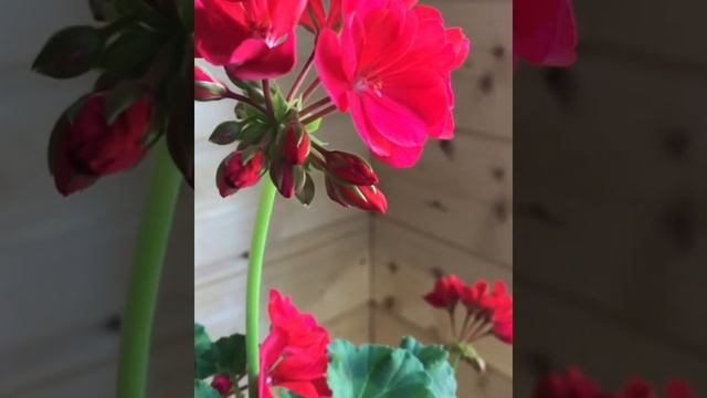 Природа. Цветы. Прекрасное рядом. Flowers. смотреть онлайн