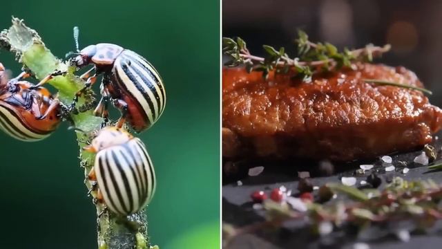Насекомые – еда будущего 😲 Чем опасна еда из насекомых? смотреть онлайн
