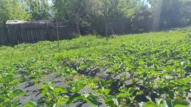 Лючия, Сирия, Лорд, Хоней, Азия! Обзор на 11 июня. смотреть онлайн