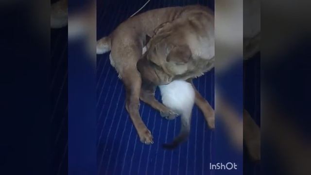 Шар-пеи самые дружелюбные собаки в мире люди учитесь ! смотреть онлайн