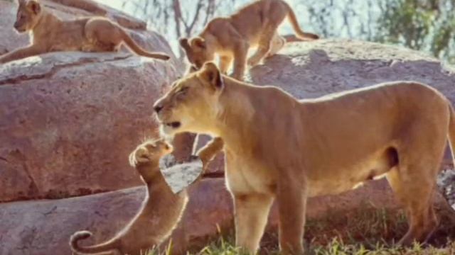 Львы и львицы для рабочего стола смотреть онлайн