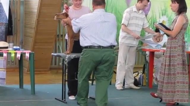 Видео рингов ирландских терьеров Новосибирск 18 июля 2015г. Грюттнер смотреть онлайн