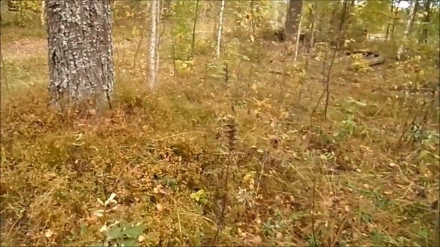 Нашёл тонны металла и КУВШИН С МОНЕТОЙ!!!! смотреть онлайн