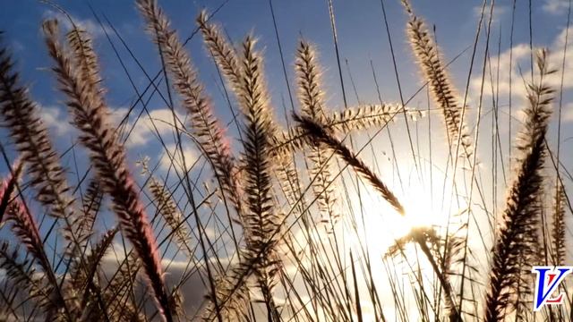 Наталья Влади "Скоро осень" смотреть онлайн