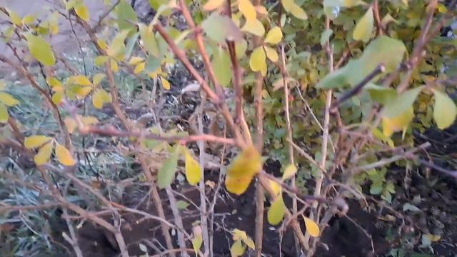 Осенняя обработка насаждений нитрофеном.02.11.23.Казахстан Северный.Ч.615. смотреть онлайн