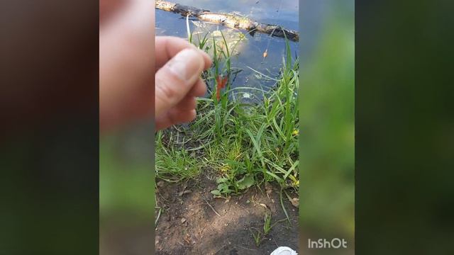 На рыбалку на велосипеде. смотреть онлайн