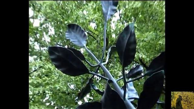 Денежки из фонтана.Денежное дерево в Кронштадте. смотреть онлайн