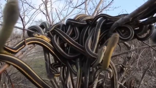 Остров Кеймада - Гранди. Остров змей.