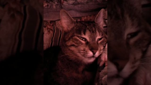 Кошка спит с открытыми глазами) смотреть онлайн