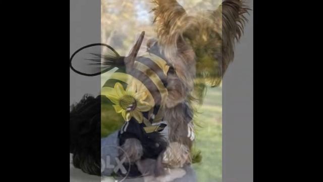 Йорки - самые милые собачки! смотреть онлайн