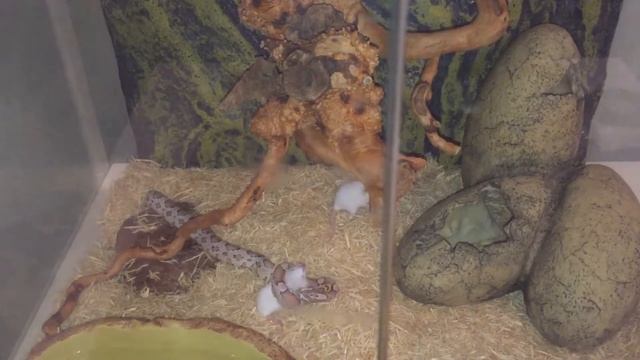 Маисовый полоз ест мышь (Hiss Male Dob 07.2016)