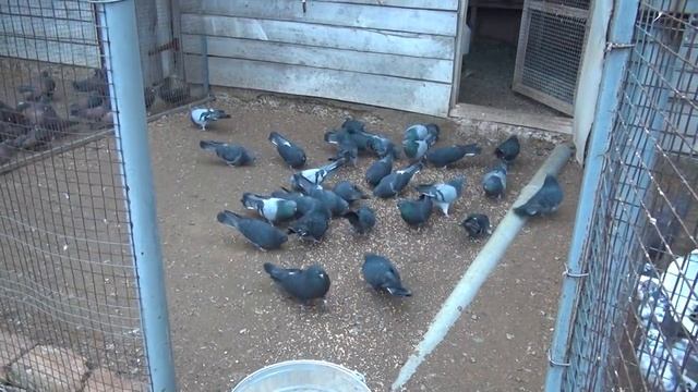 Николаевские голуби, питомник Алексеева Ю.А,(3) смотреть онлайн