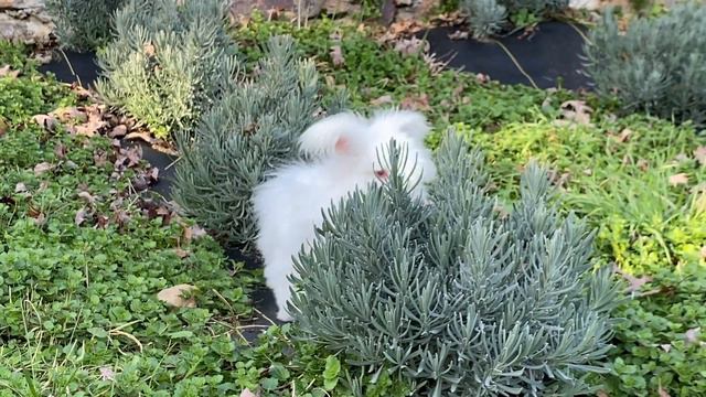 English Angora Rabbit Buck Imagine in Lavender смотреть онлайн