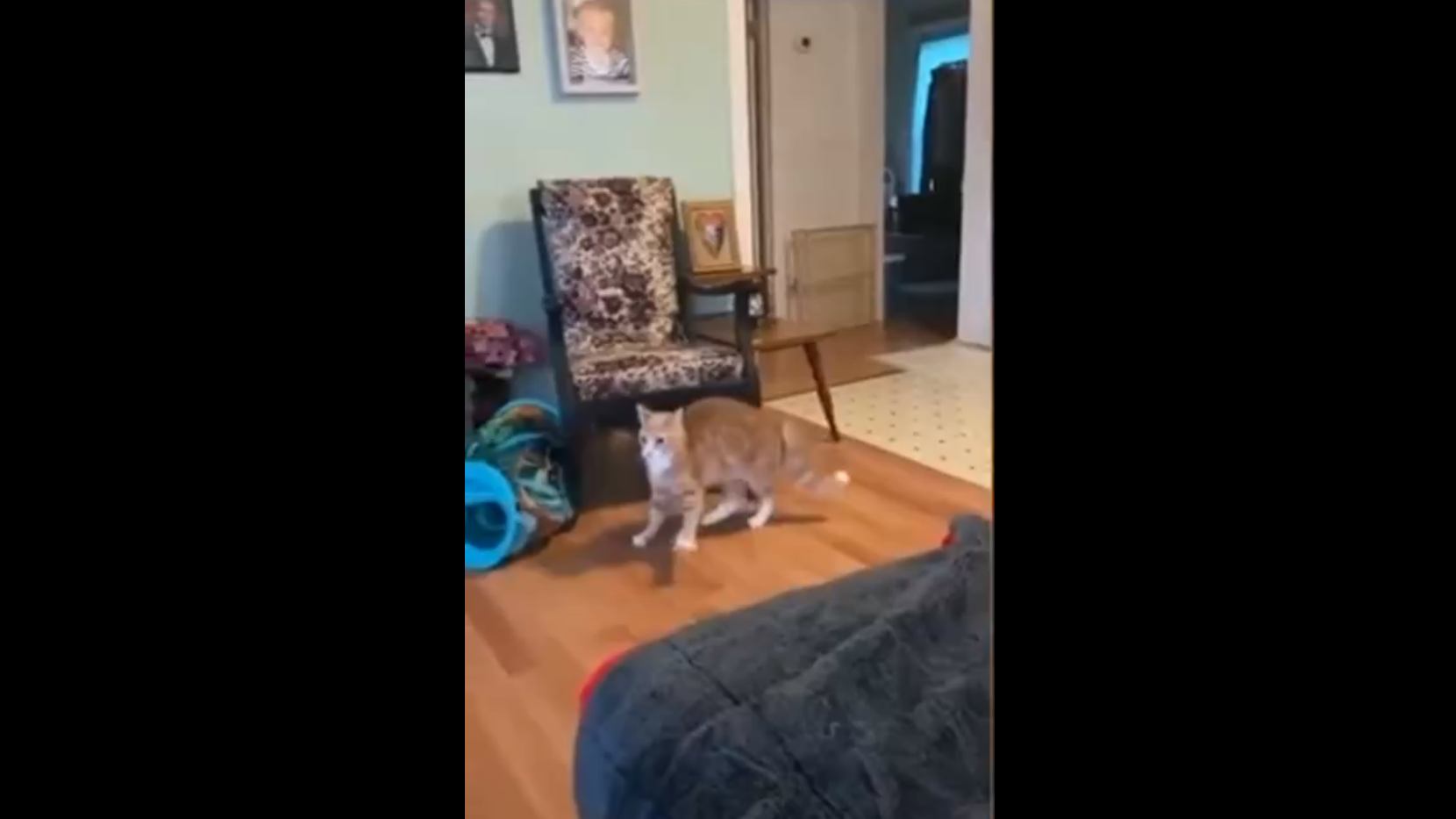 Знакомство кота с паркетом смотреть онлайн