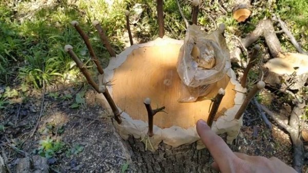 grafting an old pear tree. прививка взрослой груши