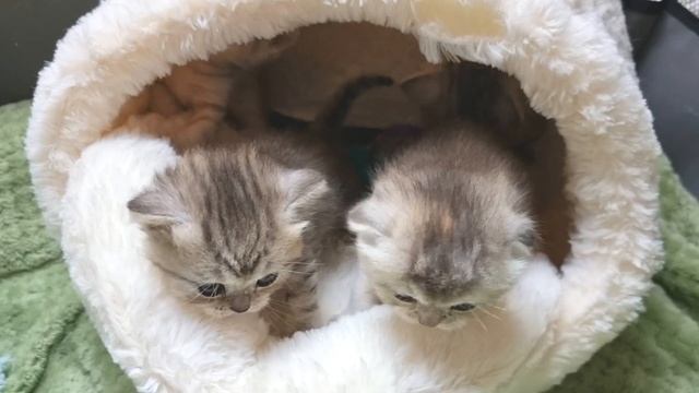 Очень милые котята, наблюдаем за их красивейшими глазками смотреть онлайн